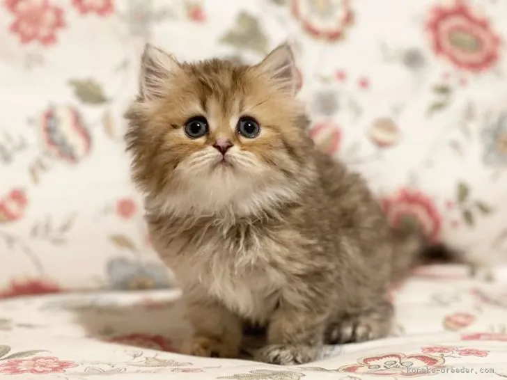 ID：2108-00290の子猫