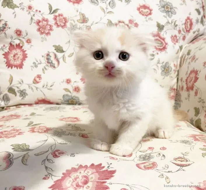 ID：2107-02660の子猫