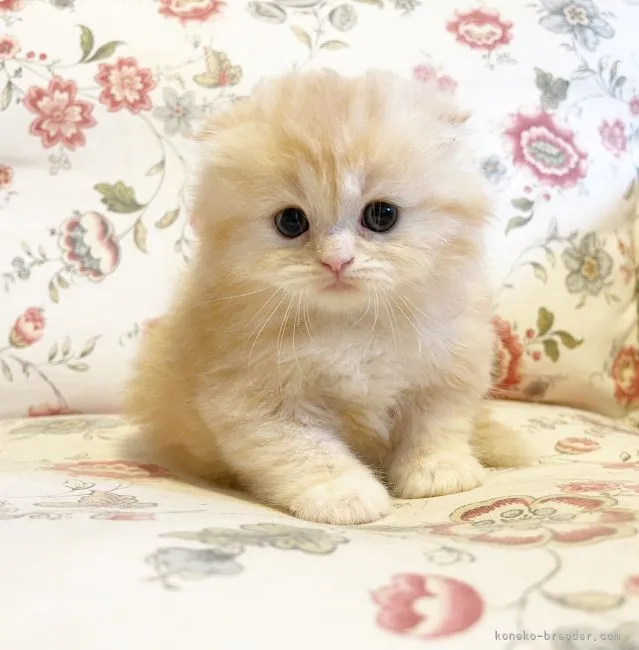 ID:2110-02045の子猫