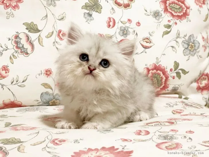 ID:2108-00293の子猫