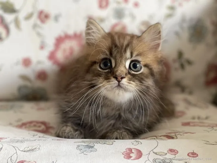 ID:2107-02534の子猫