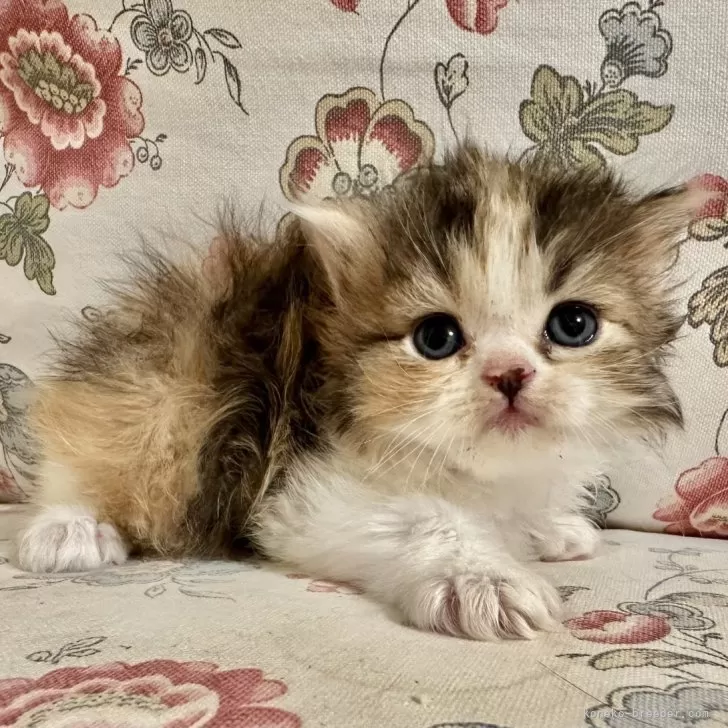 ID:2409-01105の子猫