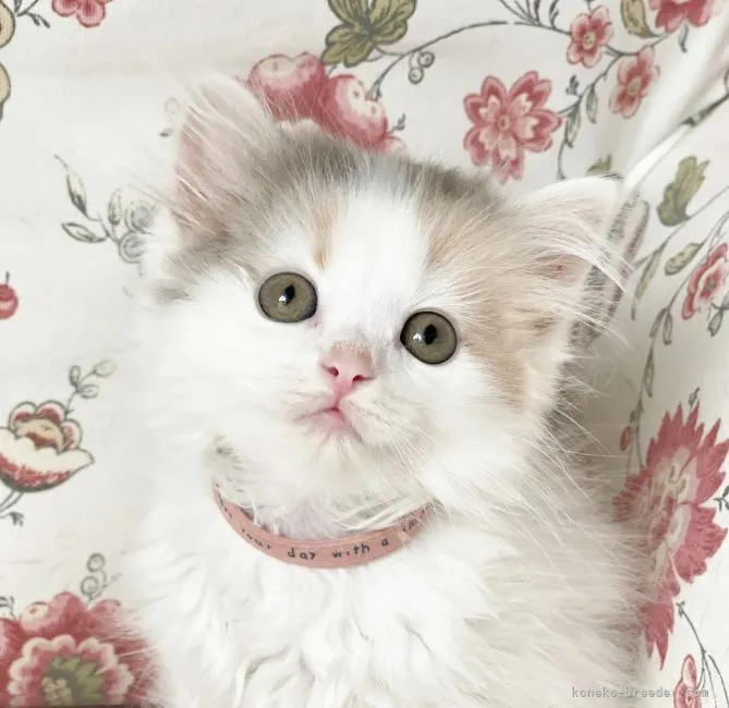 ID:2206-03106の子猫