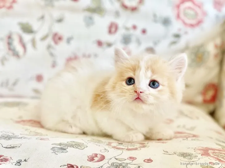 ID：2112-00587の子猫