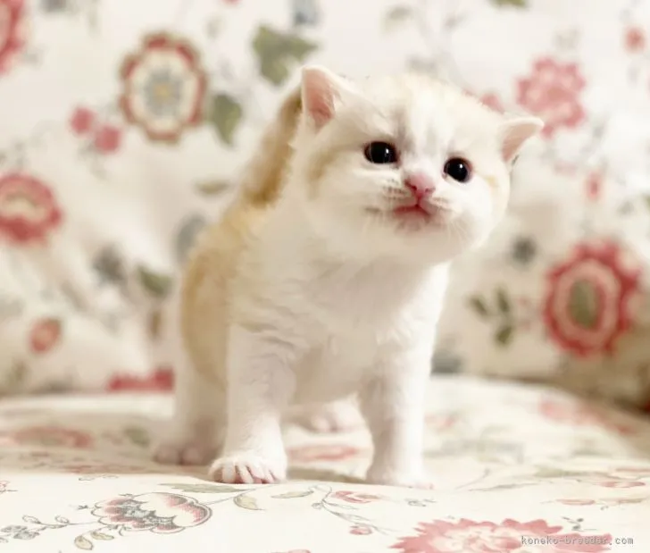 ID：2210-02908の子猫