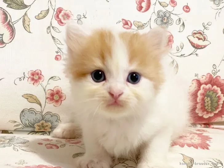 ラガマフィン【千葉県・男の子・2021年7月8日・レッドタビー&amp;ホワイト】の写真1