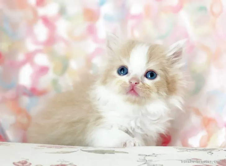 ID：2204-01047の子猫