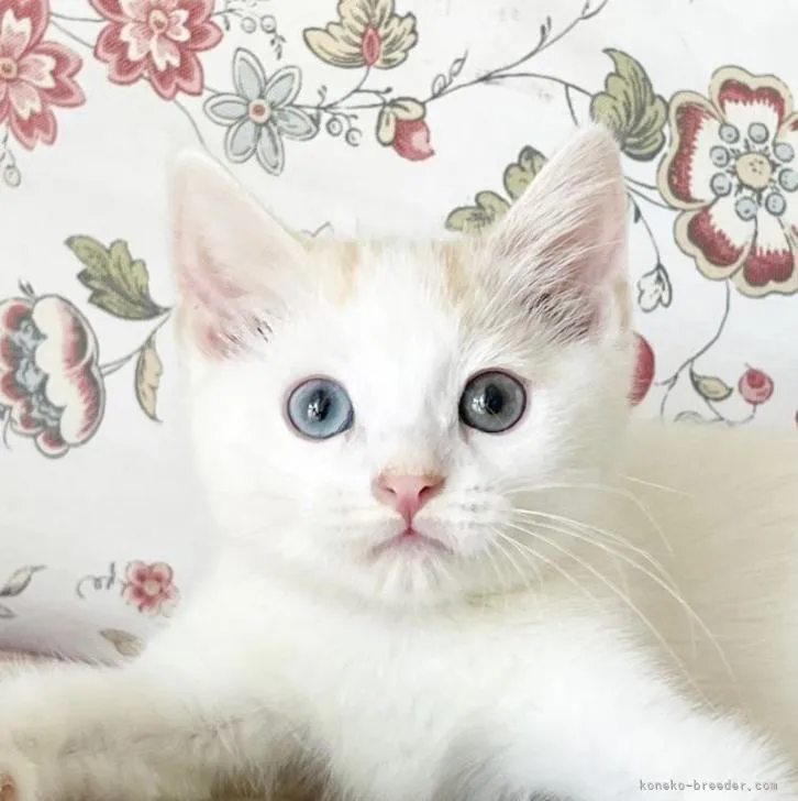 ID：2207-03236の子猫