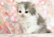 ラガマフィン【千葉県・女の子・2022年3月2日・ダイリュートキャリコ】の写真2