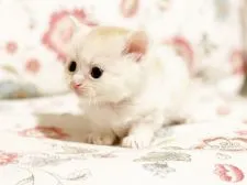 スコティッシュフォールド(立ち耳)【千葉県・男の子・2021年7月6日・レッドタビー&ホワイト】の写真3