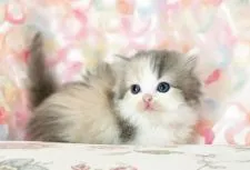 ラガマフィン【千葉県・女の子・2022年3月2日・ダイリュートキャリコ】の写真4