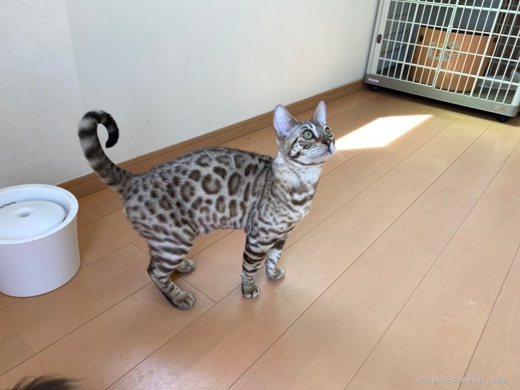 ベンガル【・男の子・2020年9月21日・SEAL MINK SPOTTED TABBY】