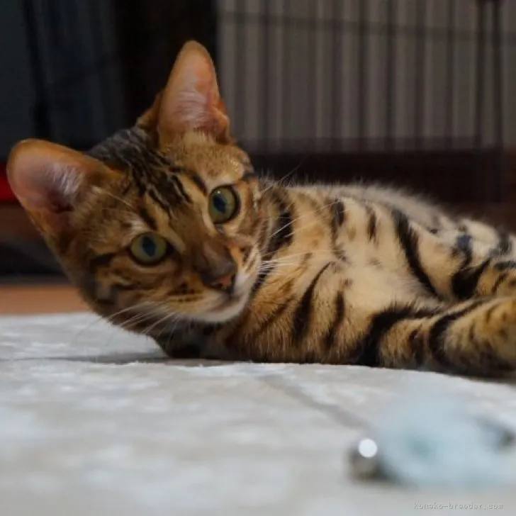 ID:2307-00661の子猫