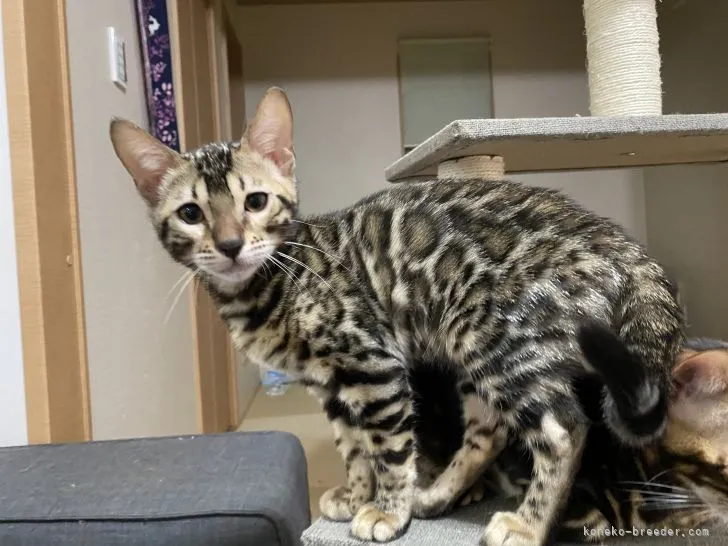ID:2107-01012の子猫