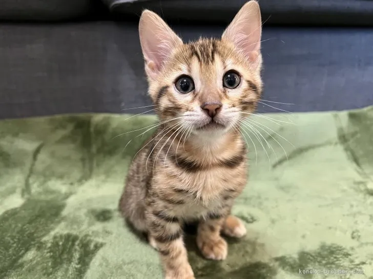 ID：2112-00224の子猫