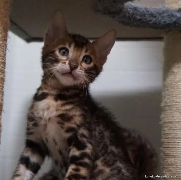 ID：2301-01582の子猫