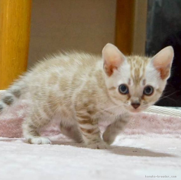 ブリーダー画像