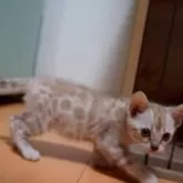 ベンガル【大阪府・男の子・2025年8月30日・シールミンクススポテットタビー】の写真6