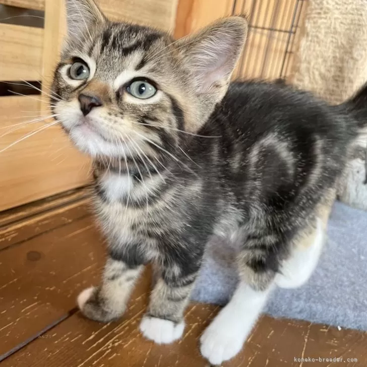 ID：2407-00379の子猫