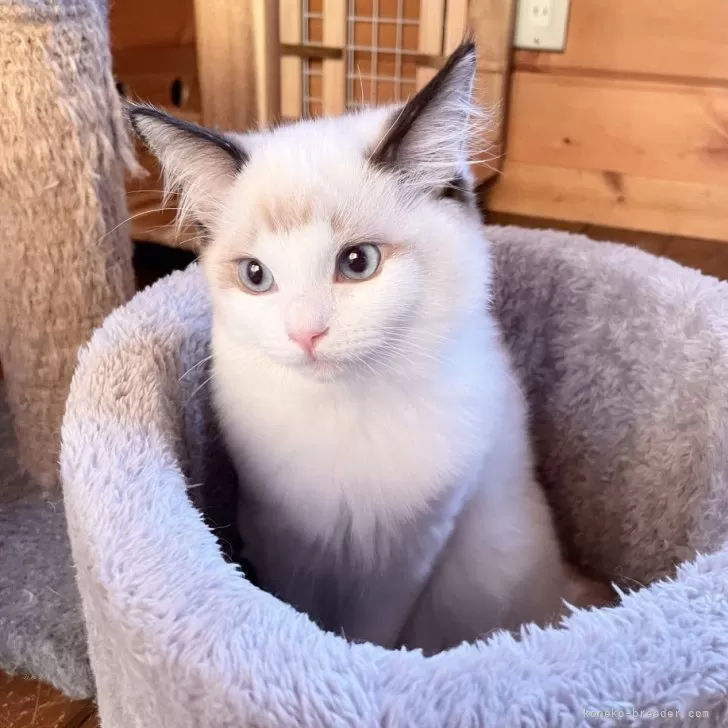 ID：2408-00570の子猫
