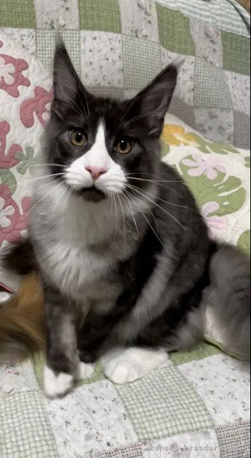 ID:2106-01349の子猫