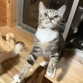 ラグドール × アメリカンショートヘア【広島県・女の子・2024年6月6日・ブラウンパッチドタビー&ホワイト】の写真1「遊んで欲しい～·͜· ᕷ」