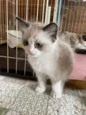 ラグドール【広島県・男の子・2024年2月14日・シールポイントバイカラー】の写真2「遊びたくて仕方ない♬.*ﾟ」
