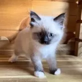 ラグドール【広島県・女の子・2025年2月14日・シールポイントミテッド】の写真12