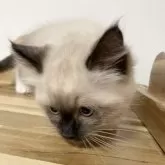 ラグドール【広島県・女の子・2025年2月14日・シールポイントミテッド】の写真9