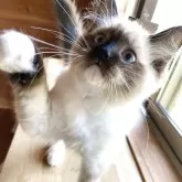 ラグドール【広島県・女の子・2025年2月14日・シールポイントミテッド】の写真6「遊ぼーよ٩( ᐛ )۶」