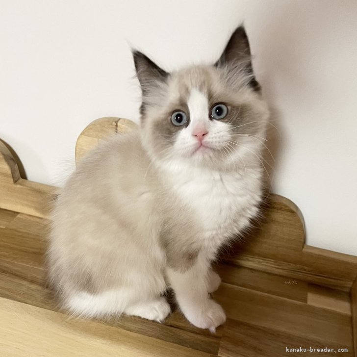 ラグドール【広島県・女の子・2025年2月14日・シールポイントバイ