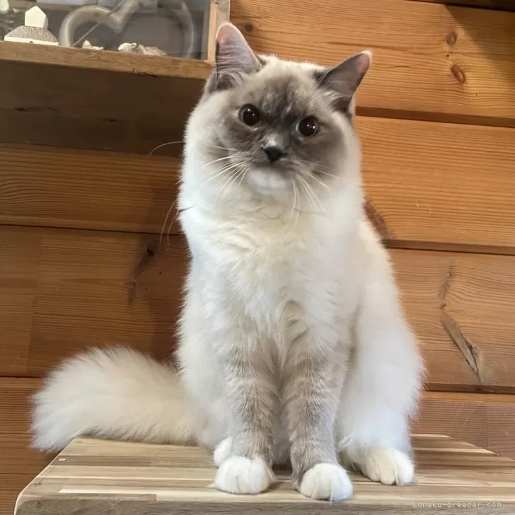 ID:2408-00441の子猫