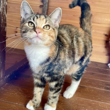 ラグドール × アメリカンショートヘア【広島県・女の子・2025年4月26日・ブラウンパッチドタビー&ホワイト】の写真「兄妹で1番華やかな美猫ちゃん✧︎*。」