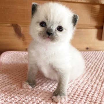 ラグドール【広島県・男の子・2025年10月26日・シールポイントミテッド】の写真「可愛いお顔とソックス柄のあんよ✧*｡」