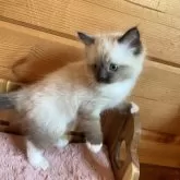 ラグドール【広島県・女の子・2025年2月14日・シールポイントミテッド】の写真13