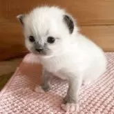 ラグドール【広島県・男の子・2025年10月26日・シールポイントミテッド】の写真2「ふぅ～、キメ顔はまだ3秒しかできませんฅ•ω•ฅ」