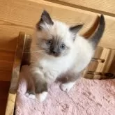 ラグドール【広島県・女の子・2025年2月14日・シールポイントミテッド】の写真14