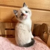 ラグドール【広島県・女の子・2025年2月14日・シールポイントバイカラー】の写真8「見返り美人ちゃん✧*｡」