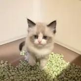 ラグドール【広島県・女の子・2025年2月14日・シールポイントバイカラー】の写真12「トイレトレーニングもばっちり！踏ん張ってるお顔が凛々しい(  ｰ̀֊ｰ́ )✧︎」