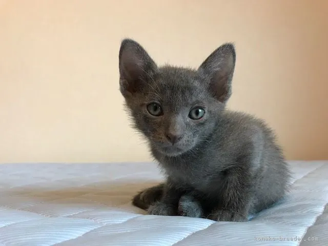 ひで3 様のお迎えした子猫