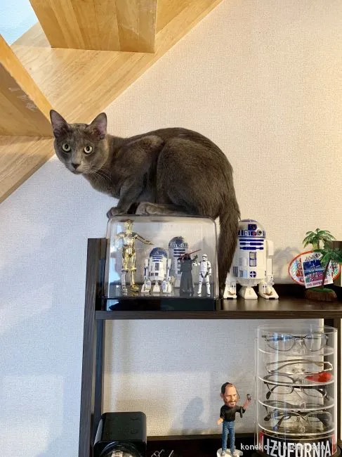 ID：1812-00200の子猫