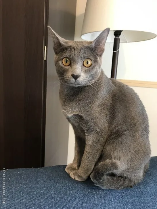 ムーサン 様のお迎えした子猫