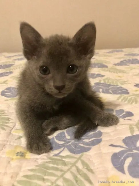 ID：1711-01144の子猫