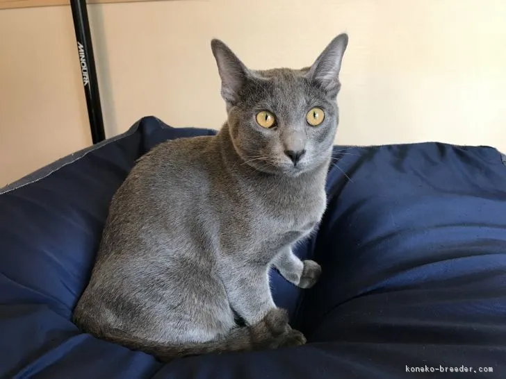 ムーサン 様のお迎えした子猫