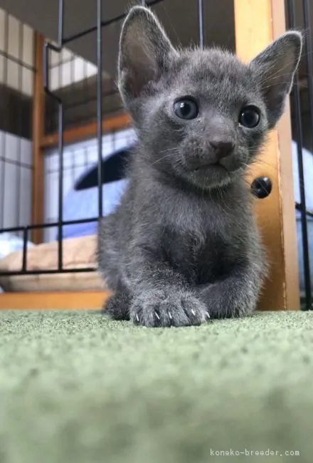 山崎 紀子 様のお迎えした子猫