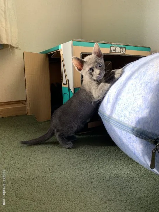 ID：2012-01716の子猫