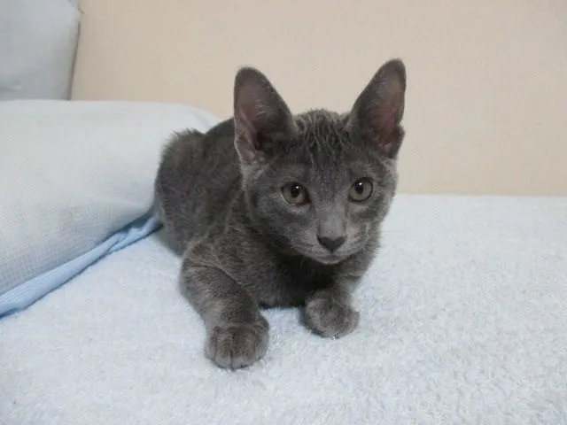 中澤　弘美 様のお迎えした子猫