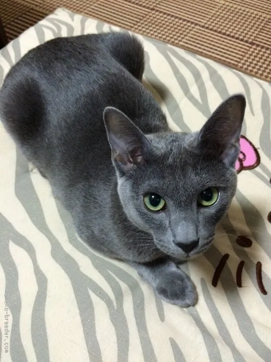 ビックリポン 様のお迎えした子猫