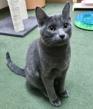 コラット【栃木県・女の子・2018年9月22日・シルバーティップドブルー（シングルコート）】の写真「とてもかわいい女の子」