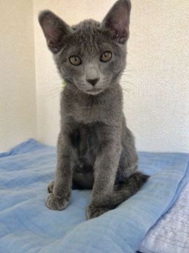 コラット【栃木県・男の子・2018年9月22日・シルバーティップドブルー（シングルコート）】の写真「とても好奇心旺盛な男の子です」